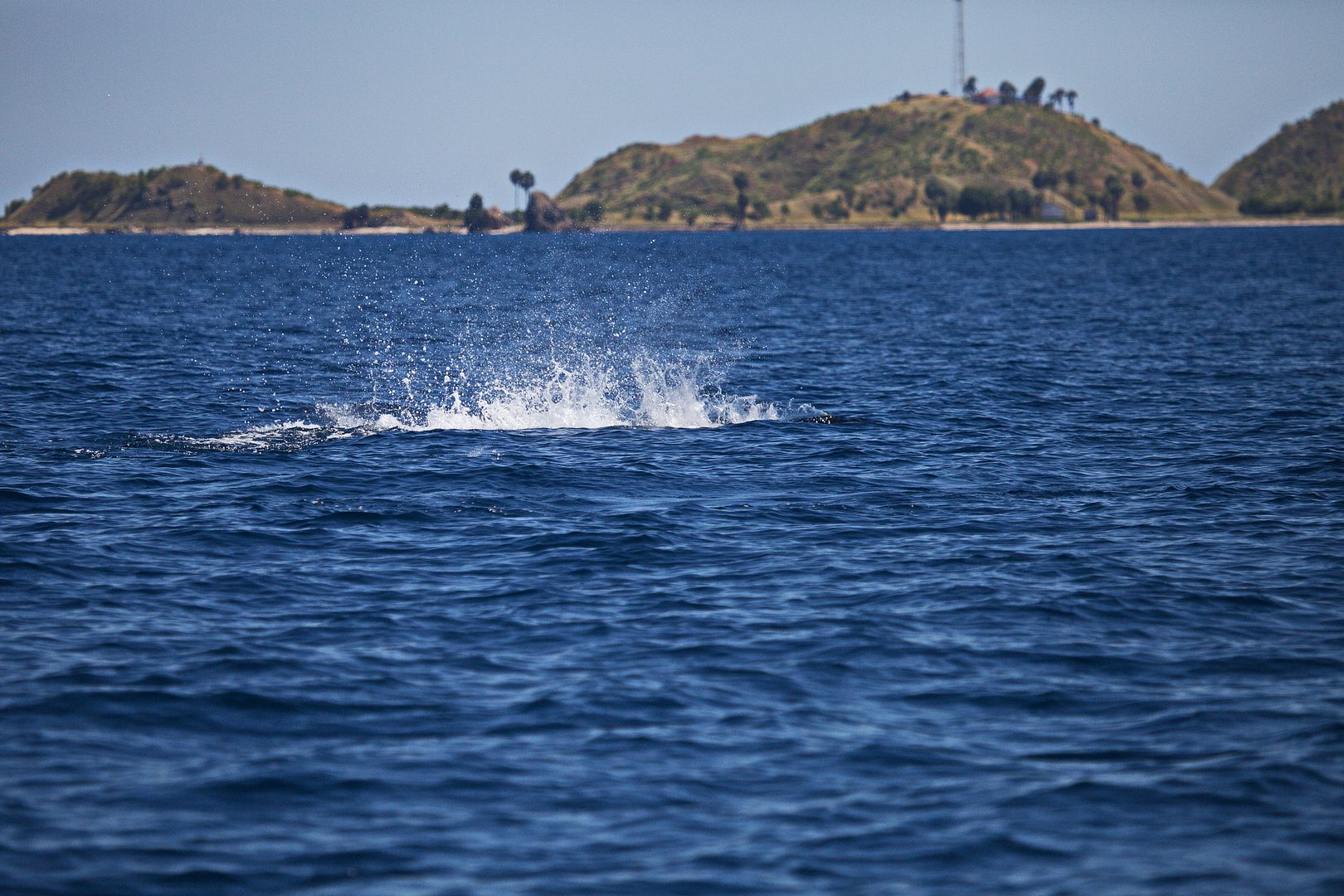 Lirang & Wetar Islands Indonesia June 2016 Bloodydecks